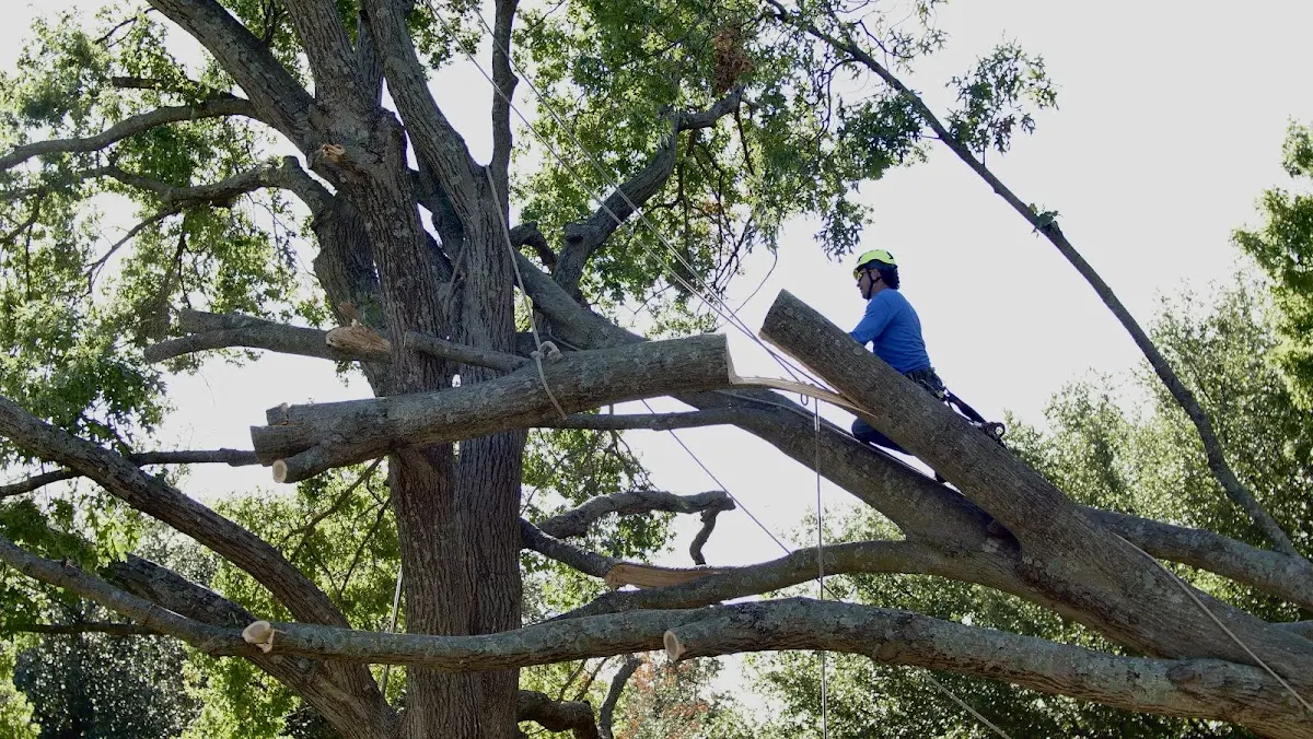 Professional Crown Thinning performed by certified arborists in Bay Shore