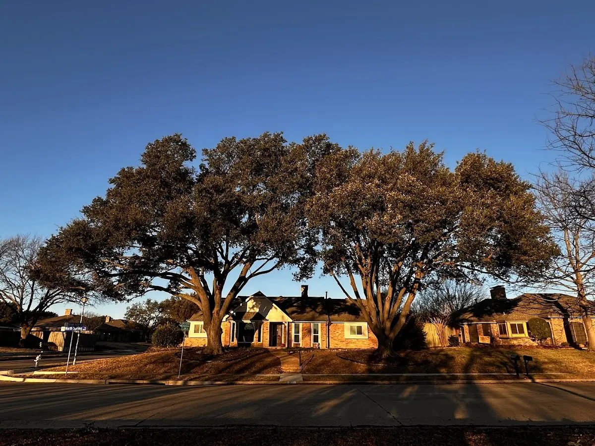 Established residential canopy tree shading a home in Bay Shore